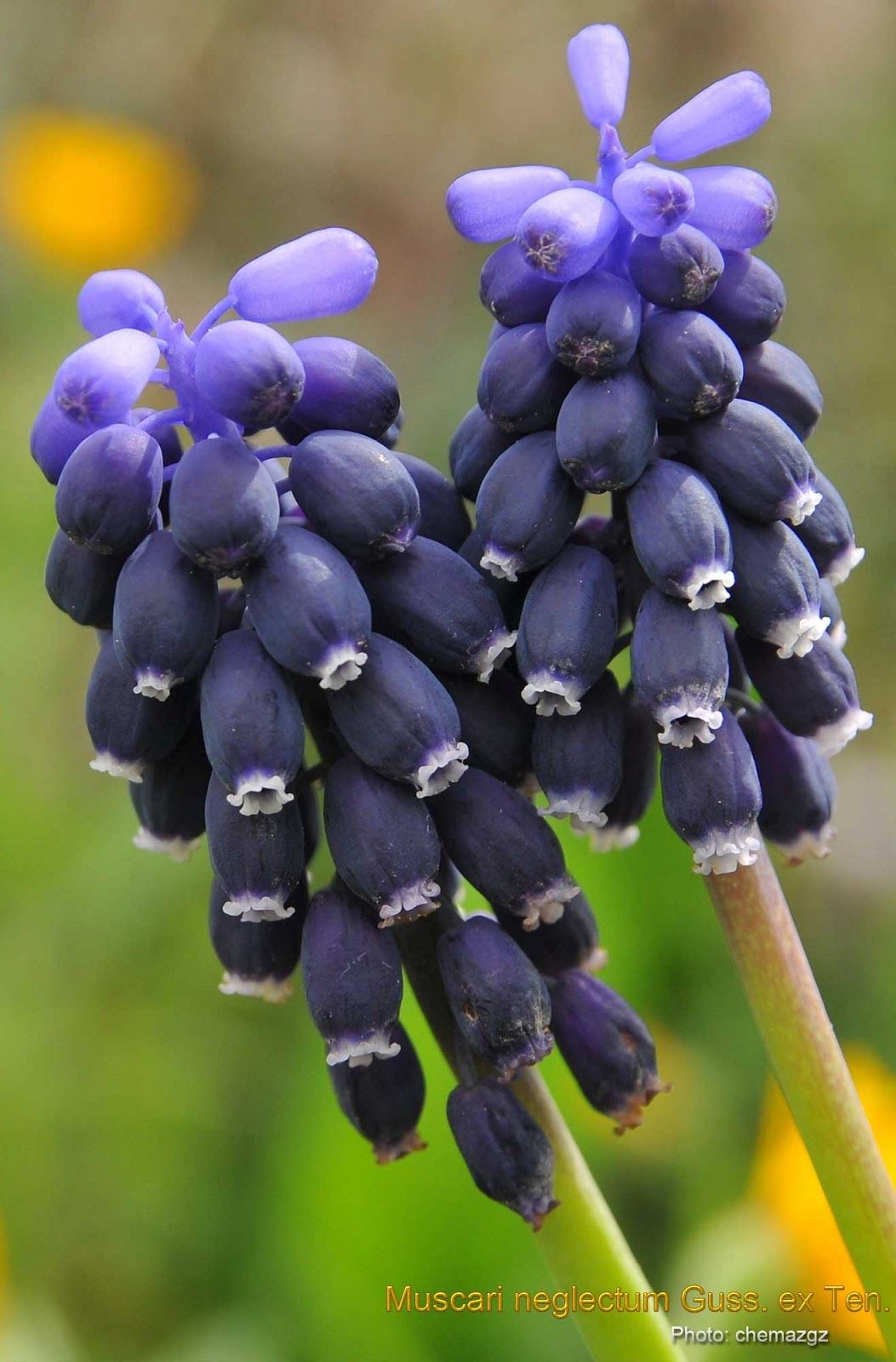 Muscari neglectum